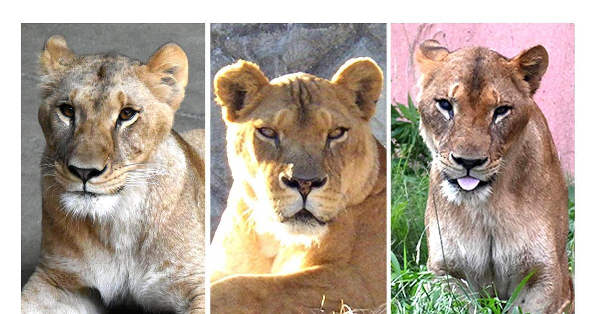 Tragédie v zoo: vedro zabilo tři lvice. Další zvířata bojují o život