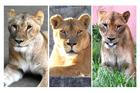 Mugi, Luena a Ichigo, tři lvice, které uhynuly v japonské zoo během rekordní vlny veder.