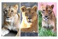 Mugi, Luena a Ichigo, tři lvice, které uhynuly v japonské zoo během rekordní vlny veder.