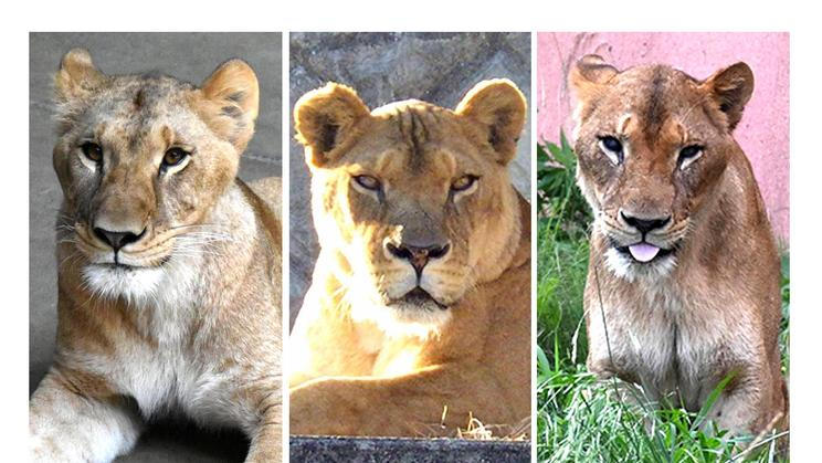 Mugi, Luena a Ichigo, tři lvice, které uhynuly v japonské zoo během rekordní vlny veder.
