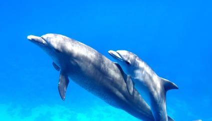 Two,Cute,Dolphins,Smimming,In,The,Blue,Ocean,Over,The