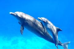 Two,Cute,Dolphins,Smimming,In,The,Blue,Ocean,Over,The