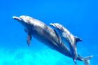Two,Cute,Dolphins,Smimming,In,The,Blue,Ocean,Over,The