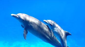 Two,Cute,Dolphins,Smimming,In,The,Blue,Ocean,Over,The