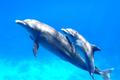 Two,Cute,Dolphins,Smimming,In,The,Blue,Ocean,Over,The