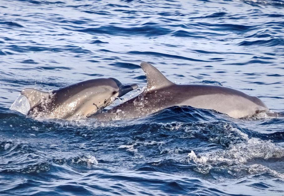Two,Cute,Dolphins,Smimming,In,The,Blue,Ocean,Over,The