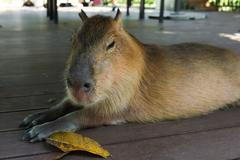 Relaxed,Capybara,Lying,On,Wooden,Deck,With,Dry,Leaf