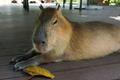 Relaxed,Capybara,Lying,On,Wooden,Deck,With,Dry,Leaf