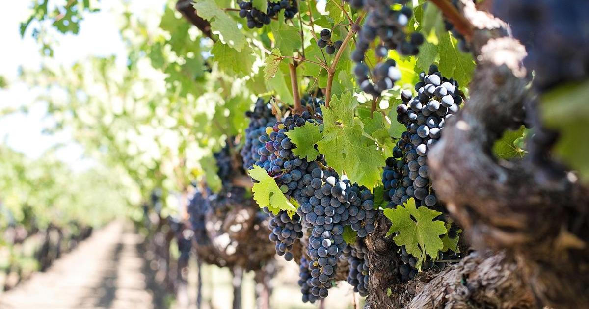 Českým vinařům zvoní hrana. Přebytek vína z Itálie může zaplavit Evropu