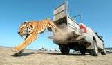 First return of tiger to Kazakhstan's natural habitat in more than 70 years