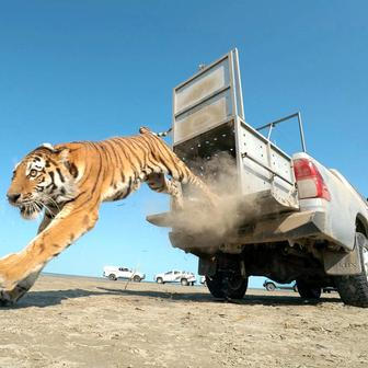First return of tiger to Kazakhstan's natural habitat in more than 70 years