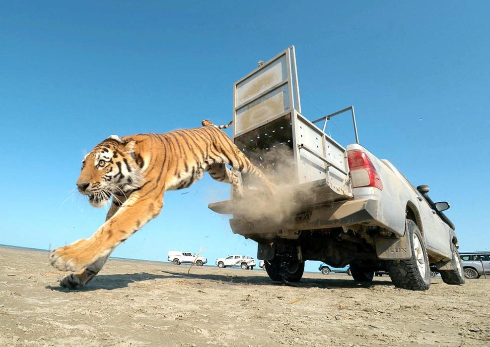 First return of tiger to Kazakhstan's natural habitat in more than 70 years