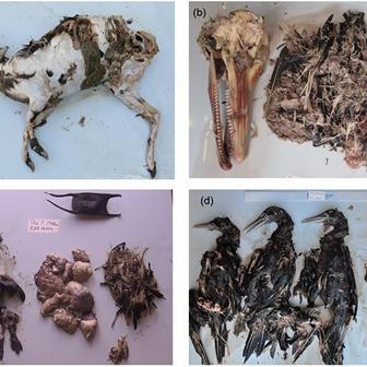 Obsah žaludků tygřích žraloků druhu různých velikostí: nalezeni byli suchozemští savci, kytovci, vejce rejnoka, ryby i mořští ptáci. 