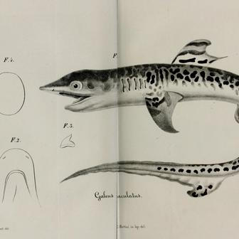 Žralok tygří na kresbě z roku 1839