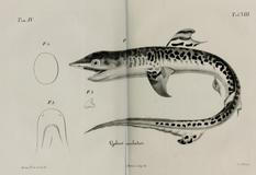 Žralok tygří na kresbě z roku 1839