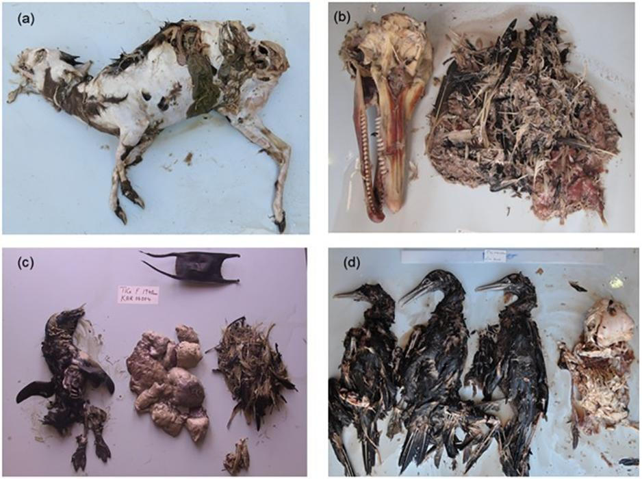 Obsah žaludků tygřích žraloků druhu různých velikostí: nalezeni byli suchozemští savci, kytovci, vejce rejnoka, ryby i mořští ptáci. 
