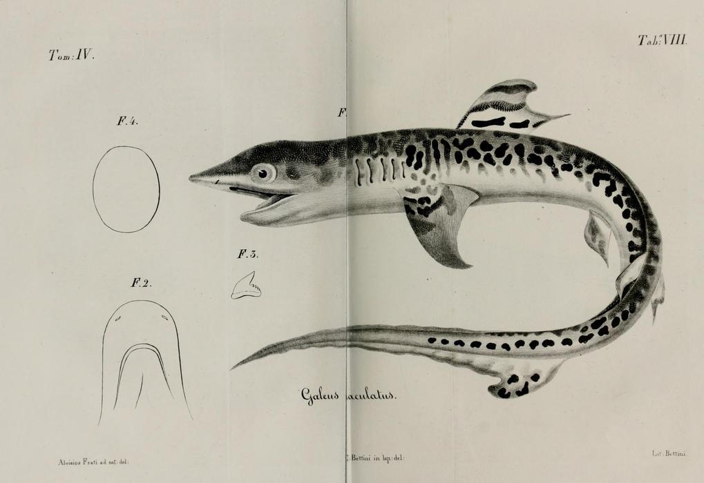 Žralok tygří na kresbě z roku 1839