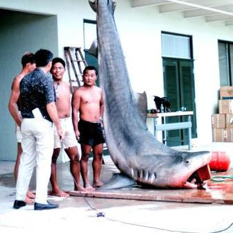 4,3 metru dlouhý žralok tygří chycený v Kaneohe Bay na Havajských ostrovech, snímek je zhruba z roku 1966.