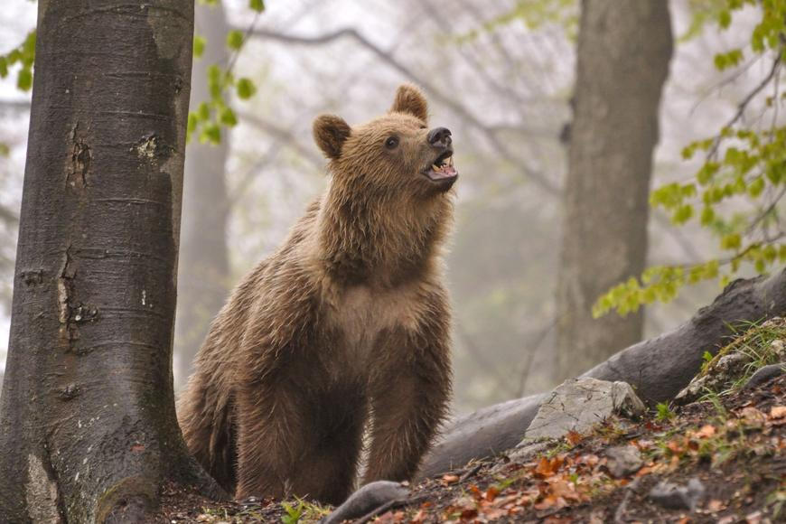 Medvědice na severu Slovenska zranila muže. Zastřelili ji i s mláďaty