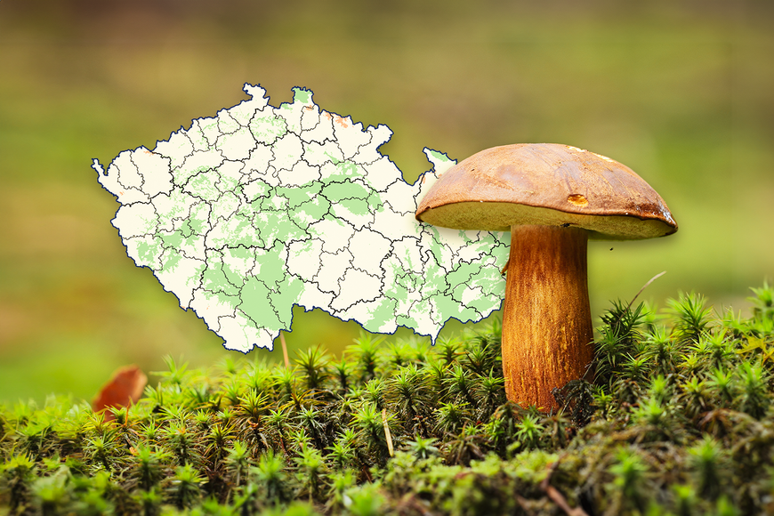 Naprostá tragédie. Houby nerostou, mapa ukazuje alespoň mírné šance na úlovek