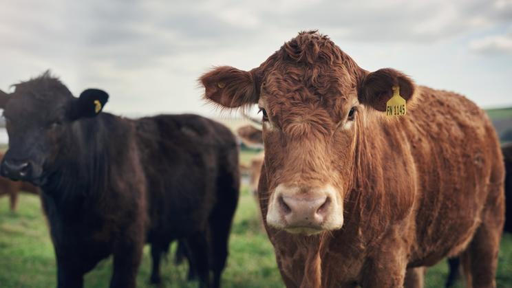 Méně trávy, méně sena a méně peněz. České chovy krav letos čelí kombinaci problémů, která může některé farmáře donutit k redukci stád. Chovatelé varují, že rozhodující budou následující měsíce.