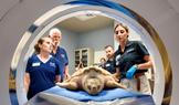 Rhossi, a critically endangered Kemp's ridley sea turtle, is prepared to undergo a CT scan in Houston