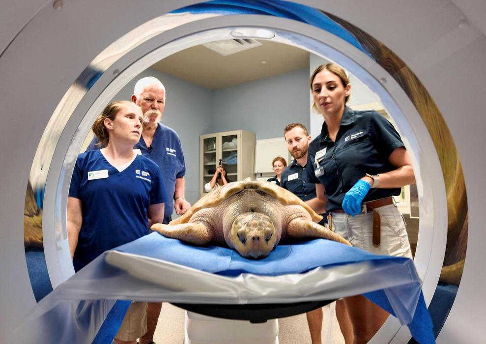 Rhossi, a critically endangered Kemp's ridley sea turtle, is prepared to undergo a CT scan in Houston