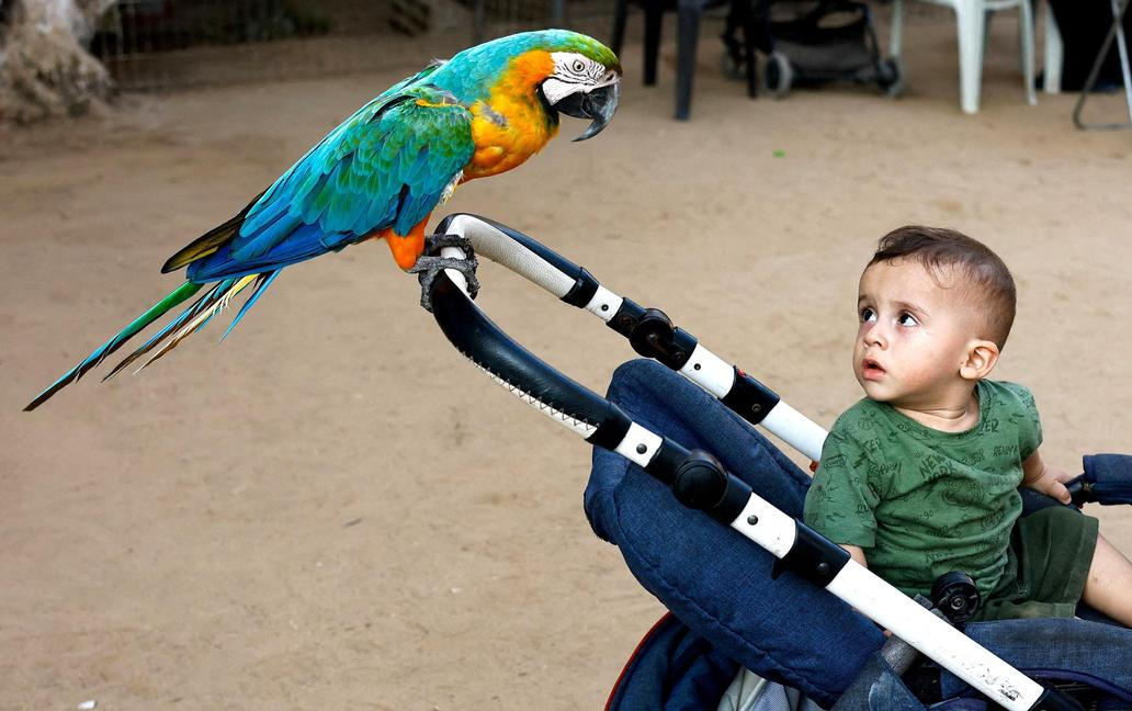 Palestinians visit and interact with animals at a zoo in Nuseirat