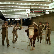 Kaňka do pohádky, 1981