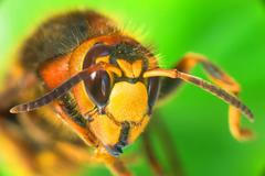 Vosa