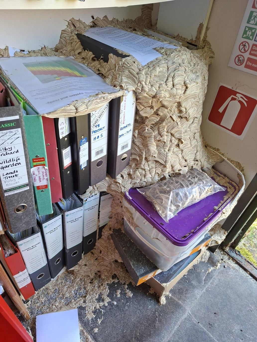 Po návratu z dovolené čekalo správkyni britské přírodní rezervace překvapení, které by většinu lidí z kanceláře okamžitě vyhnalo – ona se však s tisíci vos rozhodla naučit vycházet.