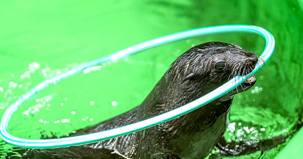 Gastonův pravnuk má jméno. Zoo představila Jabulaniho, novou hvězdu lachtaní dynastie