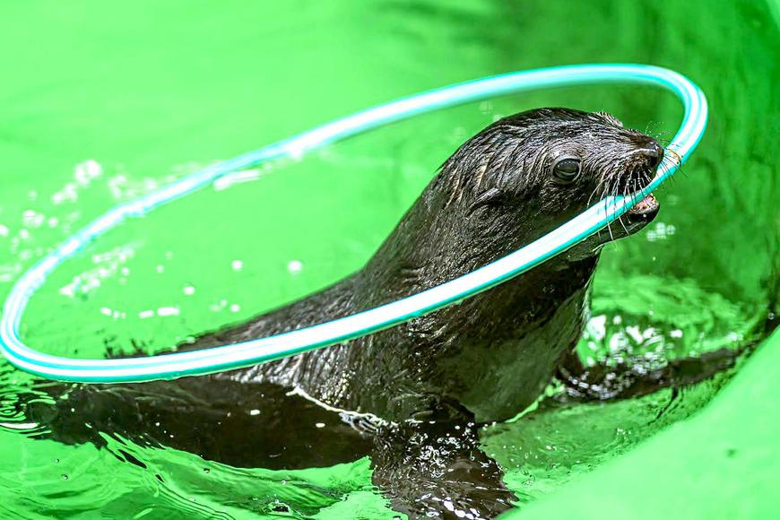 Gastonův pravnuk má jméno. Zoo představila Jabulaniho, novou hvězdu lachtaní dynastie