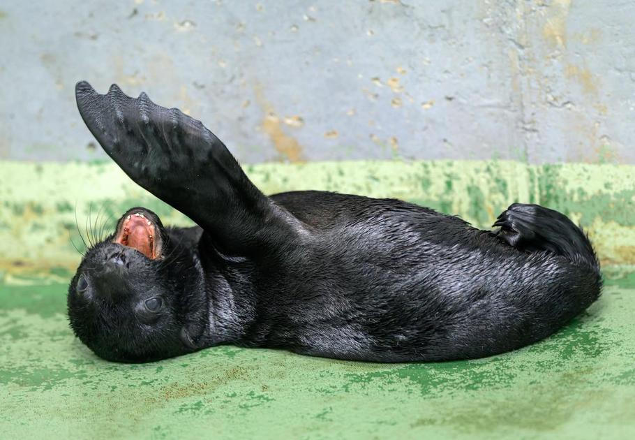 Své plavecké umění si lachtánek postupně vypiloval v bazénech v zázemí zoo.