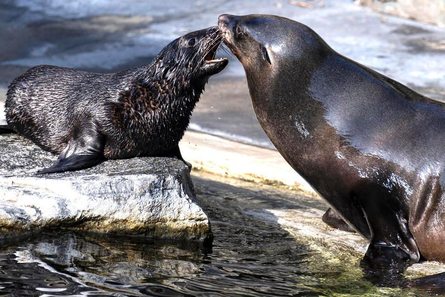 ČR-příroda-zábava-zoo-lachtan-Praha-FASTPIX