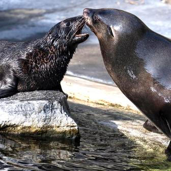 ČR-příroda-zábava-zoo-lachtan-Praha-FASTPIX
