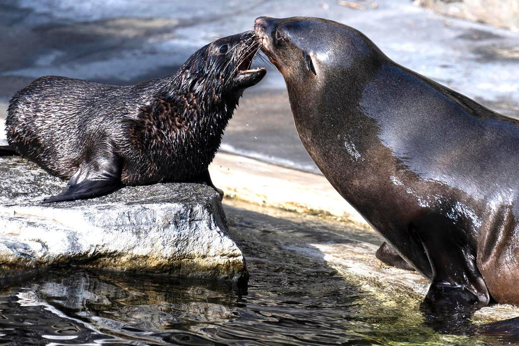 ČR-příroda-zábava-zoo-lachtan-Praha-FASTPIX