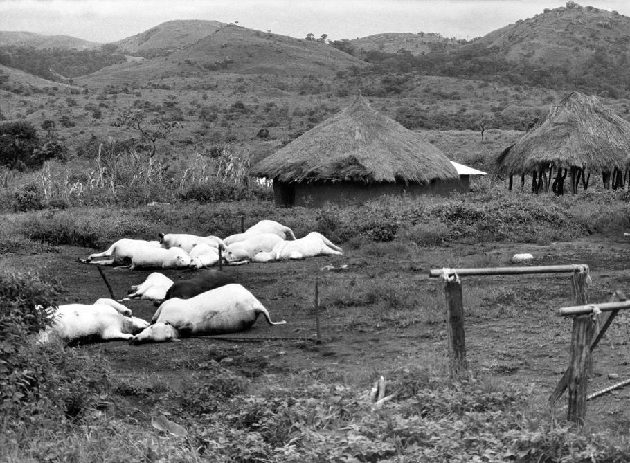 Uhynulý dobytek ve vesnici Nyos v Kamerunu na snímku z 31. srpna 1986.