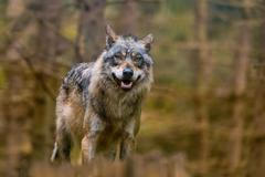 A,Adult,Wolf,In,The,Nature,Habitat.,Canis,Lupus.,A