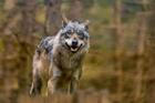 A,Adult,Wolf,In,The,Nature,Habitat.,Canis,Lupus.,A