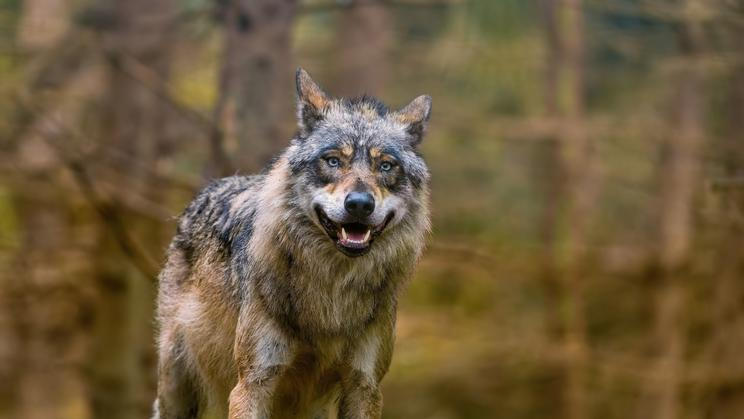A,Adult,Wolf,In,The,Nature,Habitat.,Canis,Lupus.,A