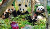 Germany Panda Bears