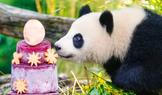 Germany Panda Bears