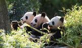 Berlin zoo celebrates second birthday of panda twins Leni and Lotti