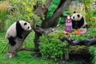 Germany Panda Bears