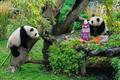 Germany Panda Bears