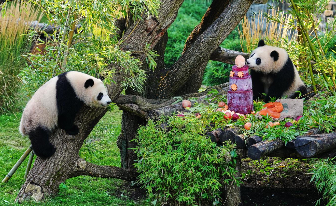 Germany Panda Bears