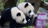 Berlin zoo celebrates second birthday of panda twins Leni and Lotti