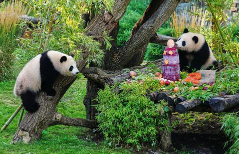 Germany Panda Bears