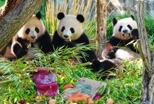 Germany Panda Bears
